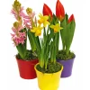 Plantiflor Hyanzithe verschiedene Farben