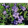 Plantiflor Immergrün Topf Dm 9,5 cm