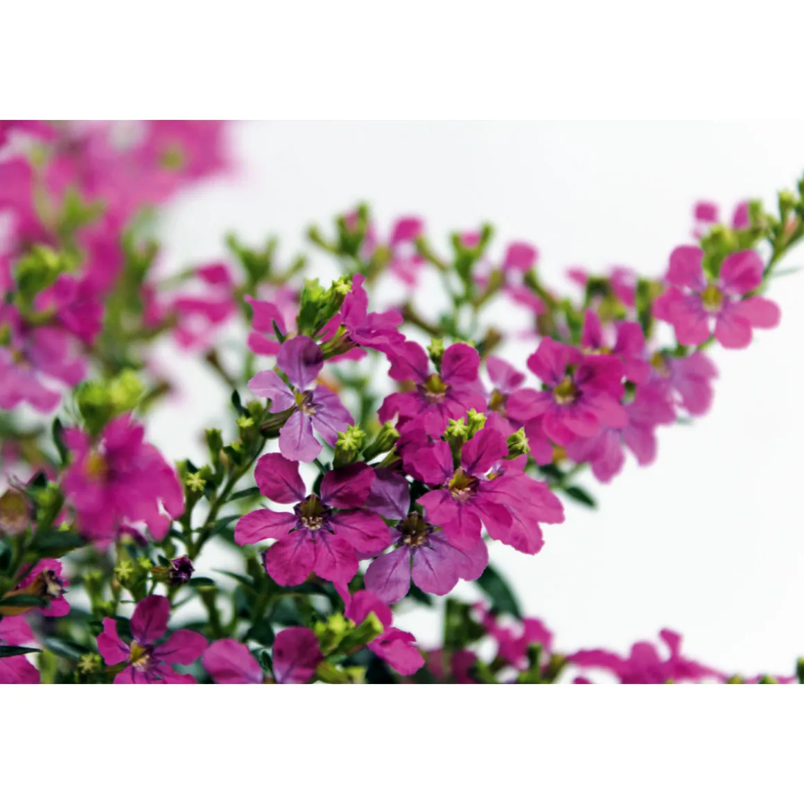Plantiflor Japanische Scheinmyrthe Flori Glory Topf 11 cm