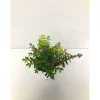 Plantiflor Japanische Scheinmyrthe Flory Glory 20 cm T11