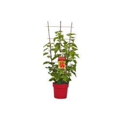 Plantiflor Johannisbeere weiß Topf Durchmesser 17 cm