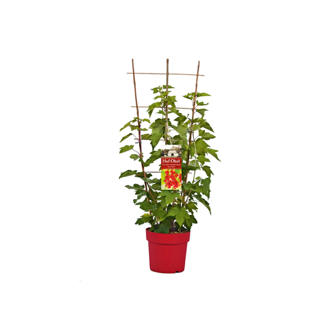 Plantiflor Johannisbeere weiß Topf Durchmesser 17 cm