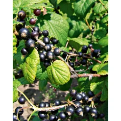 Plantiflor Johannisbeerstrauch schwarz Topf Durchmesser 17 cm