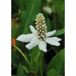 Plantiflor Kalifornischer Eidechsenschwanz Topf Durchmesser 17 cm