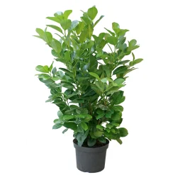 Plantiflor Kirschlorbeer Novita 60-80 cm