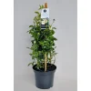 Plantiflor Kletterrose weiß Topf 23 cm