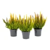 Plantiflor Knospenblüherheide Calluna Beauty Ladies Topf-⌀ 6 cm