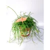 Plantiflor Korallenkaktus 15-20 cm T12