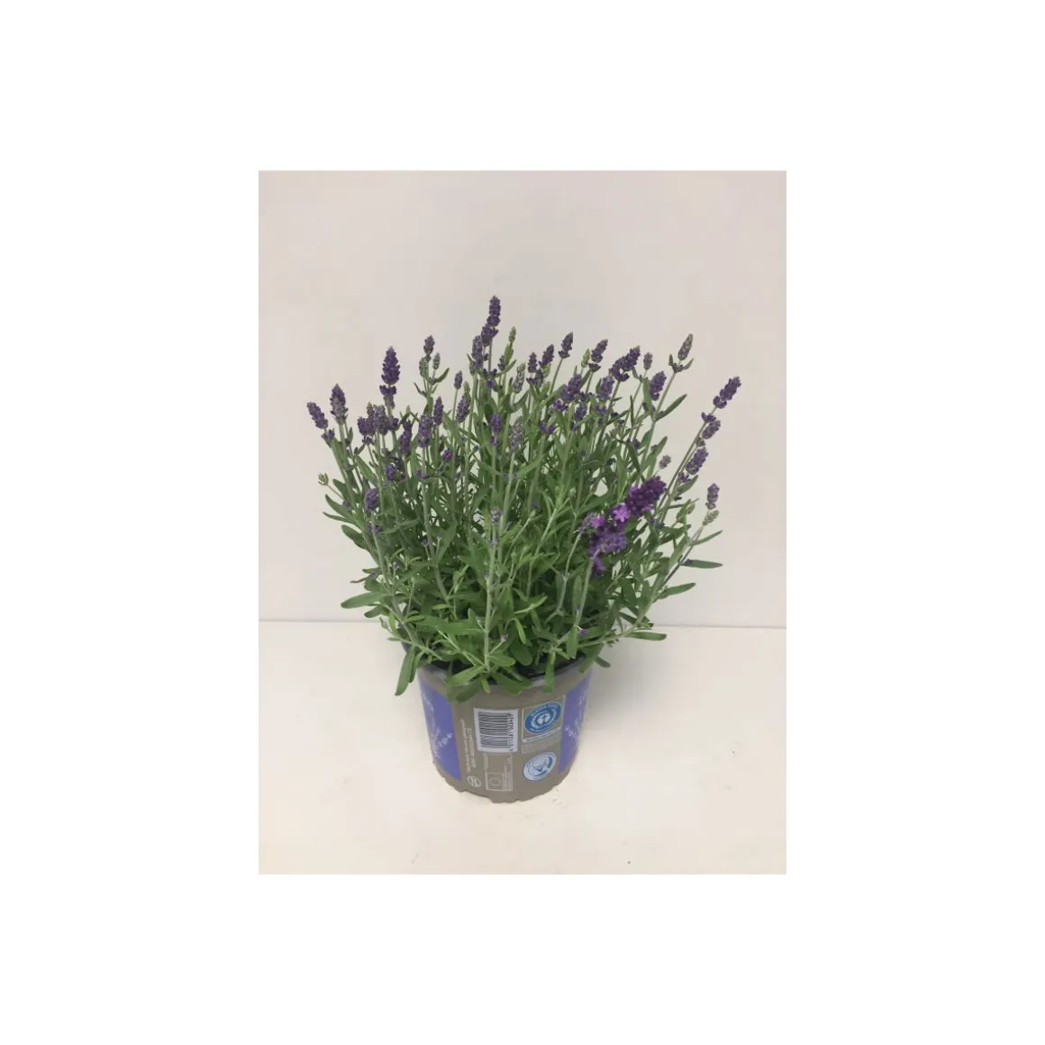 Plantiflor Lavendel Durchmesser 17