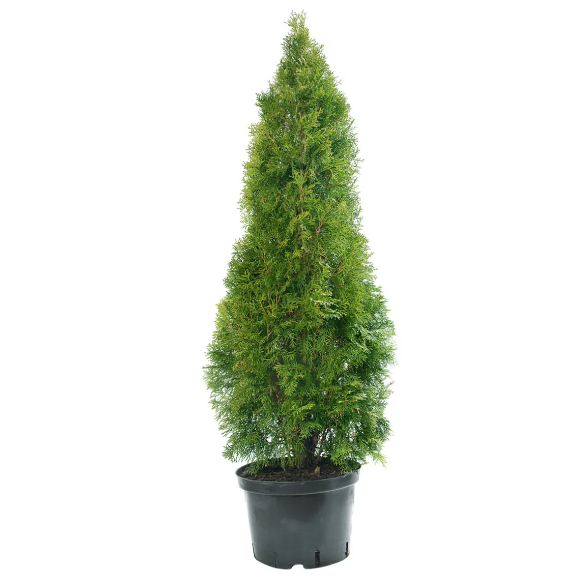 Plantiflor Lebensbaum Smaragd Topf- Durchmesser ca 23 cm