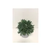 Plantiflor Lupine P13