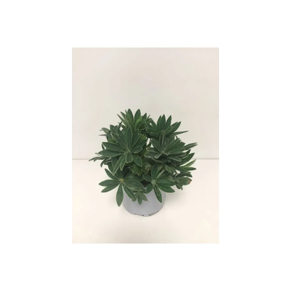 Plantiflor Lupine P13