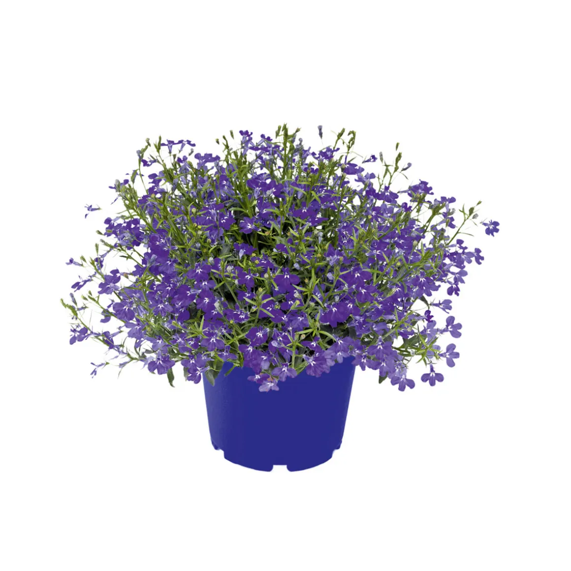 Plantiflor Männertreu Richardii Topf 13 cm