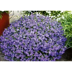 Plantiflor Männertreu Richardii Topf 13 cm