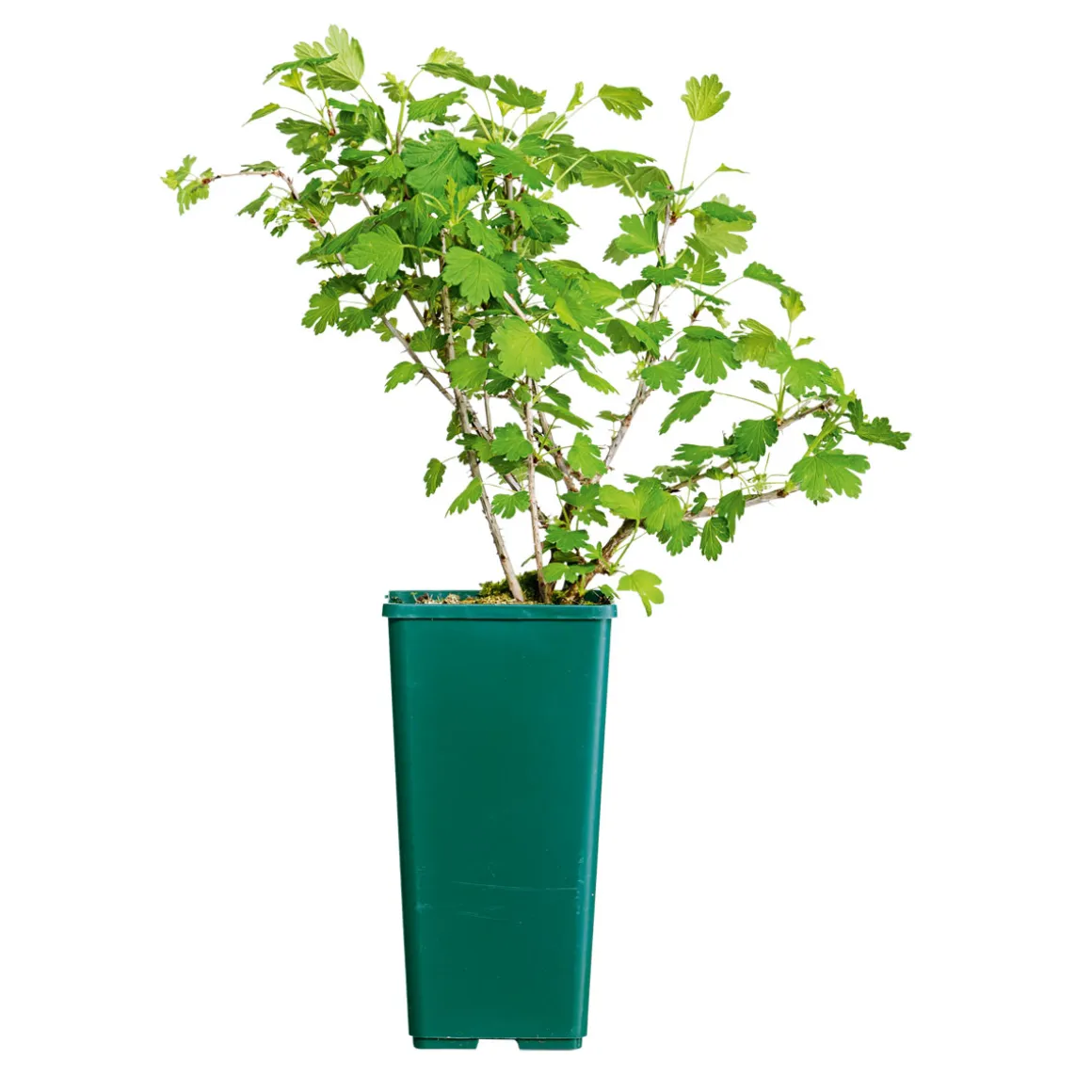 Plantiflor OBST Stachelbeere grün 2 L Eck