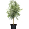 Plantiflor Oliven-Stamm im Topf Durchmesser 15 cm