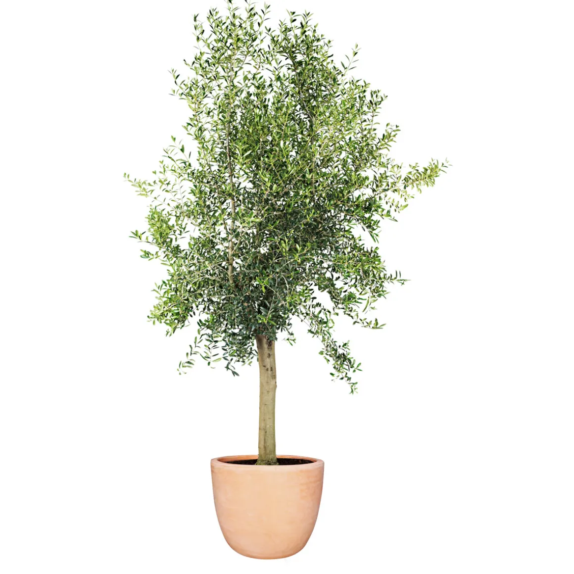 Plantiflor Oliven-Stamm im Topf Durchmesser 15 cm