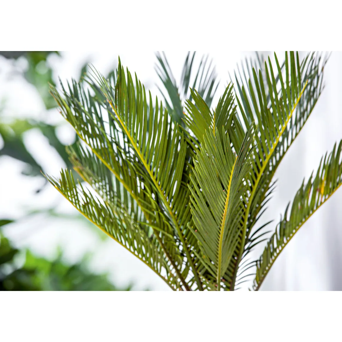 Plantiflor Palmfarn Topf Durchmesser 12 cm