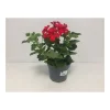 Plantiflor Pelargonie Calliope Topf Durchmesser 12 cm