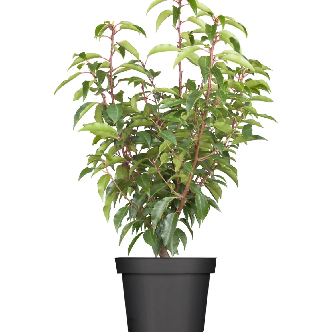 Plantiflor Portugiesische Lorbeerkirsche Topf- Durchmesser 23 cm