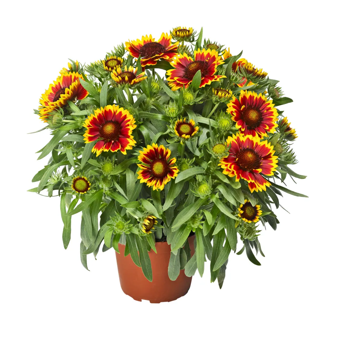 Plantiflor Prärie-Korkadenblume Topf Durchmesser 19 cm