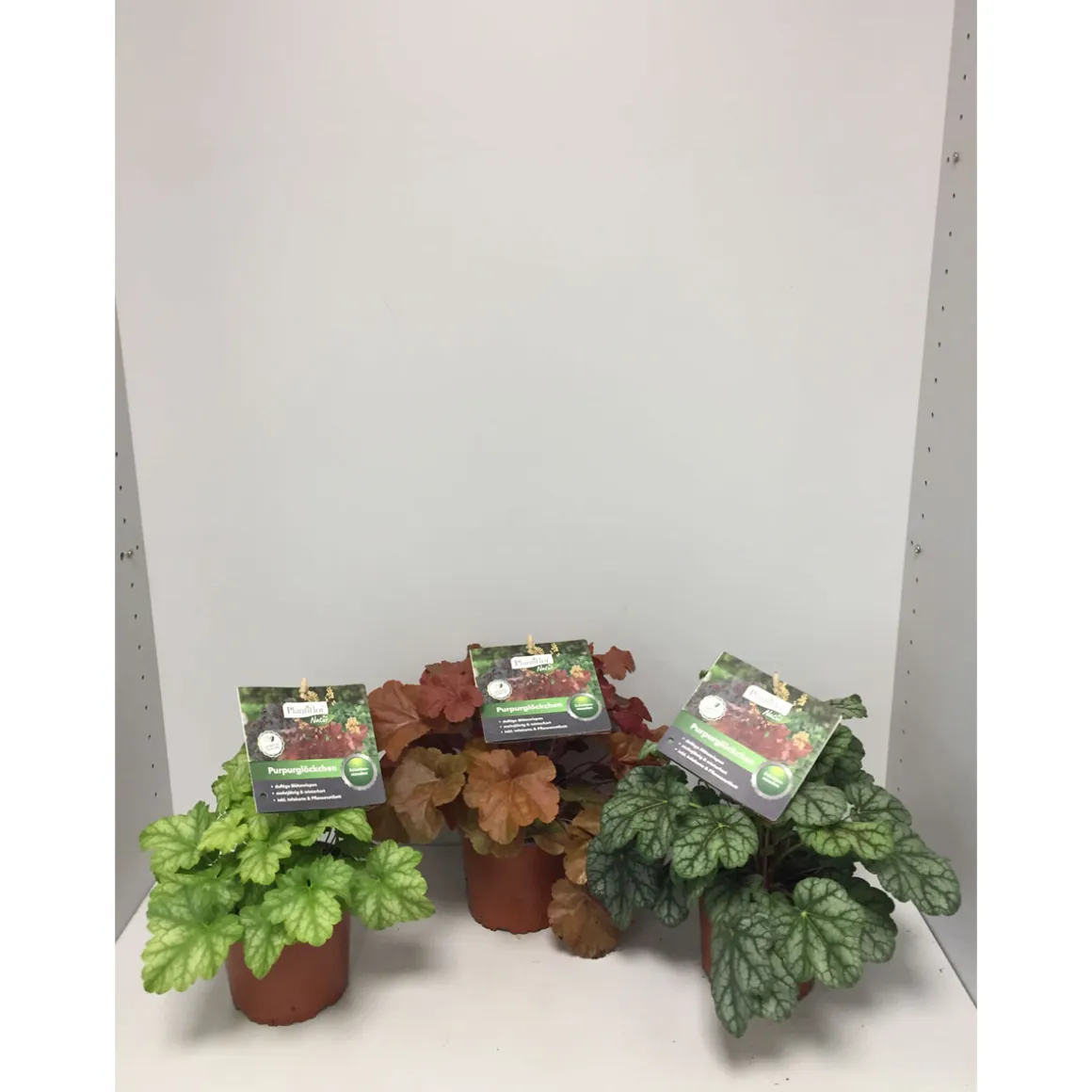 Plantiflor Purpurglöckchen Durchmesser 13 cm versch Farben