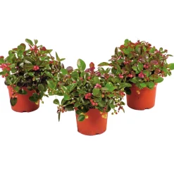Plantiflor Rebhuhnbeere Topf Durchmesser 10,5 cm