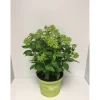 Plantiflor Rispenhortensie Whitelight Durchmesser 23 cm