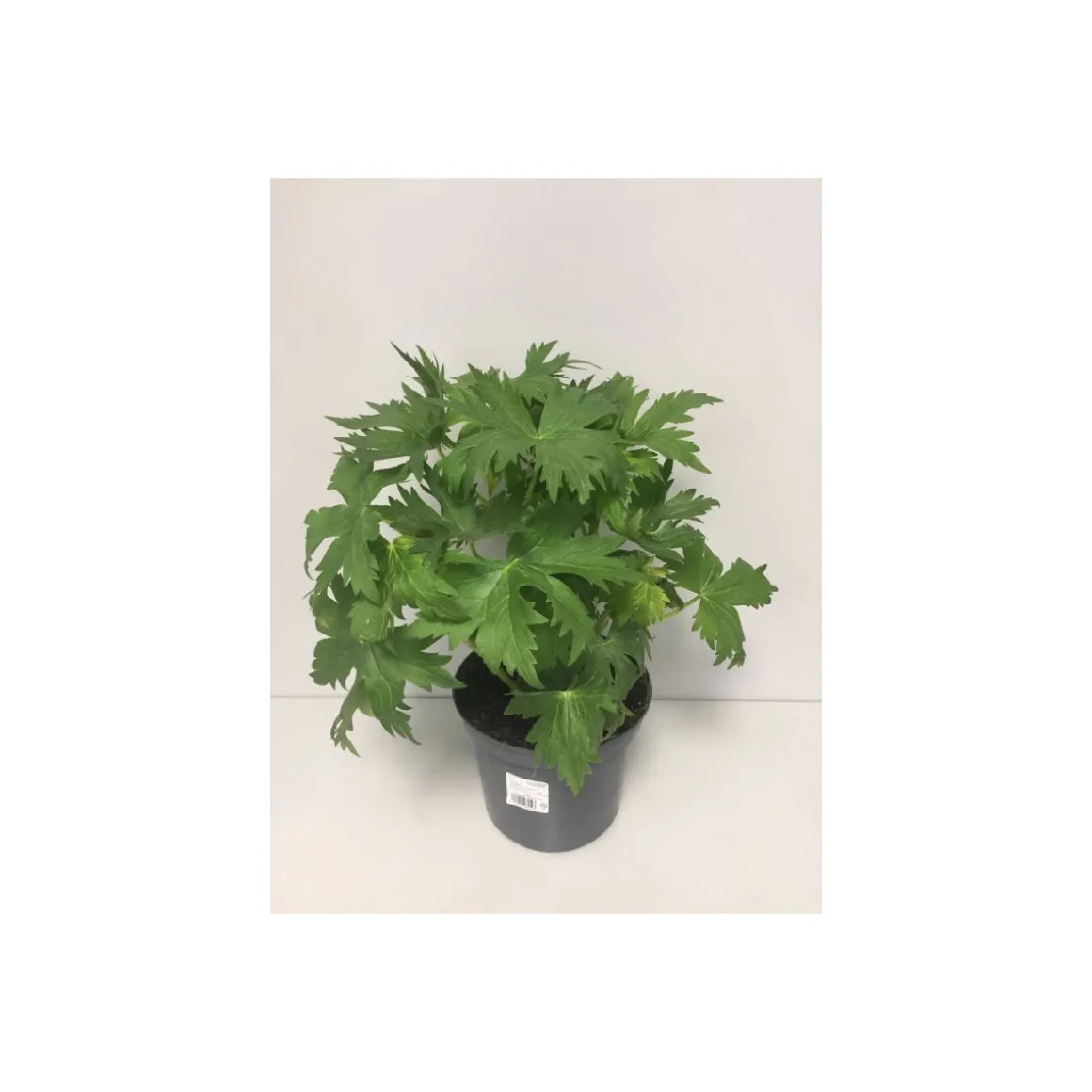 Plantiflor Rittersporn Morgentau Topf Durchmesser 19 cm