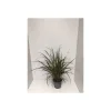 Plantiflor Rotes Lampenputzergras Summer Samba T14
