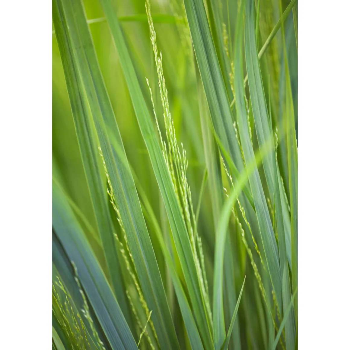 Plantiflor Ruten-Hirse Topf- Durchmesser 23 cm