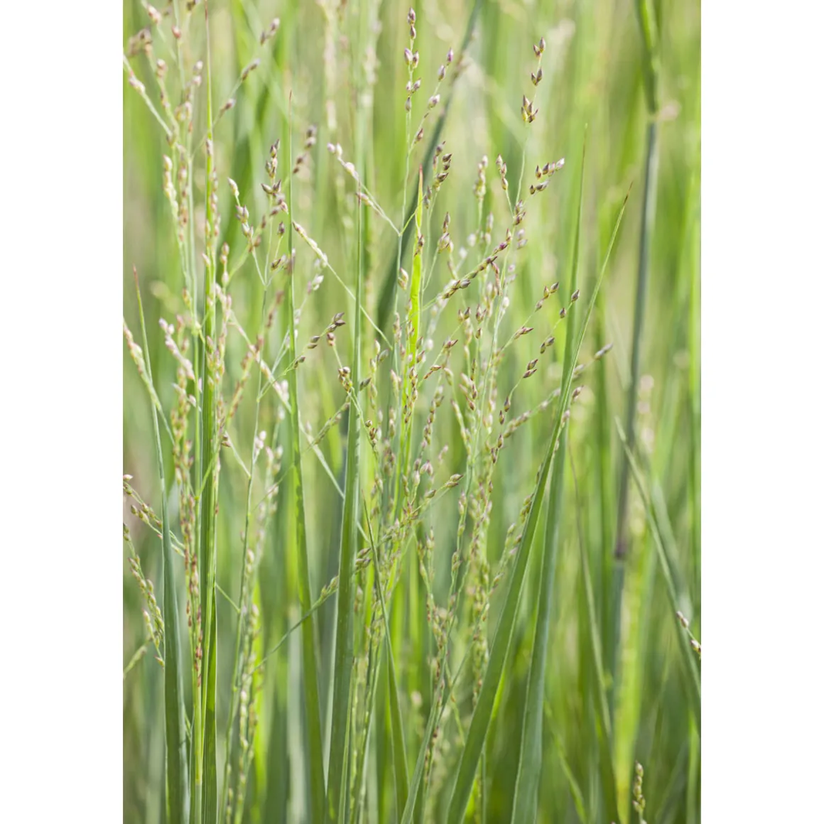 Plantiflor Ruten-Hirse Topf- Durchmesser 23 cm