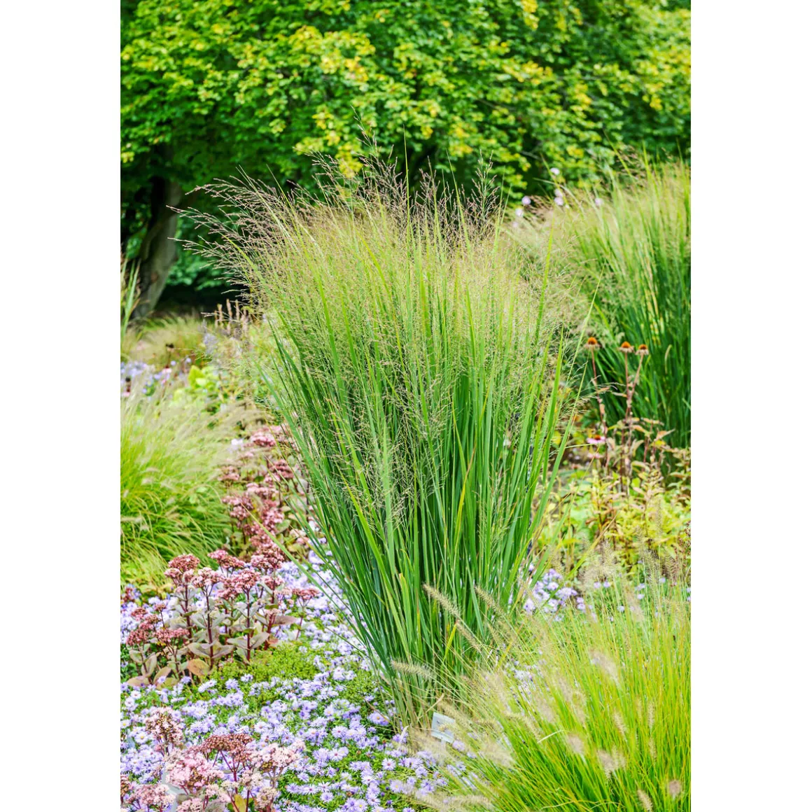 Plantiflor Ruten-Hirse Topf- Durchmesser 23 cm