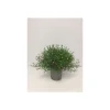 Plantiflor Schleierkraut T12/13