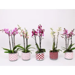 Plantiflor Schmetterlingsorchidee 3-Triebe Topf- Durchmesser 12 cm
