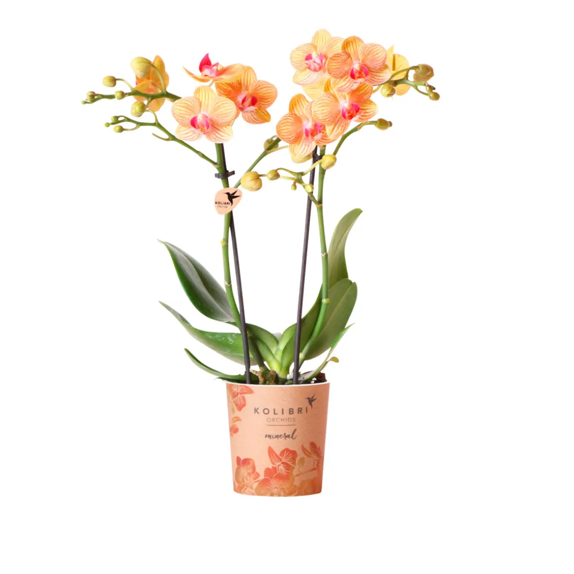 Plantiflor Schmetterlingsorchidee Topf- Durchmesser 9 cm