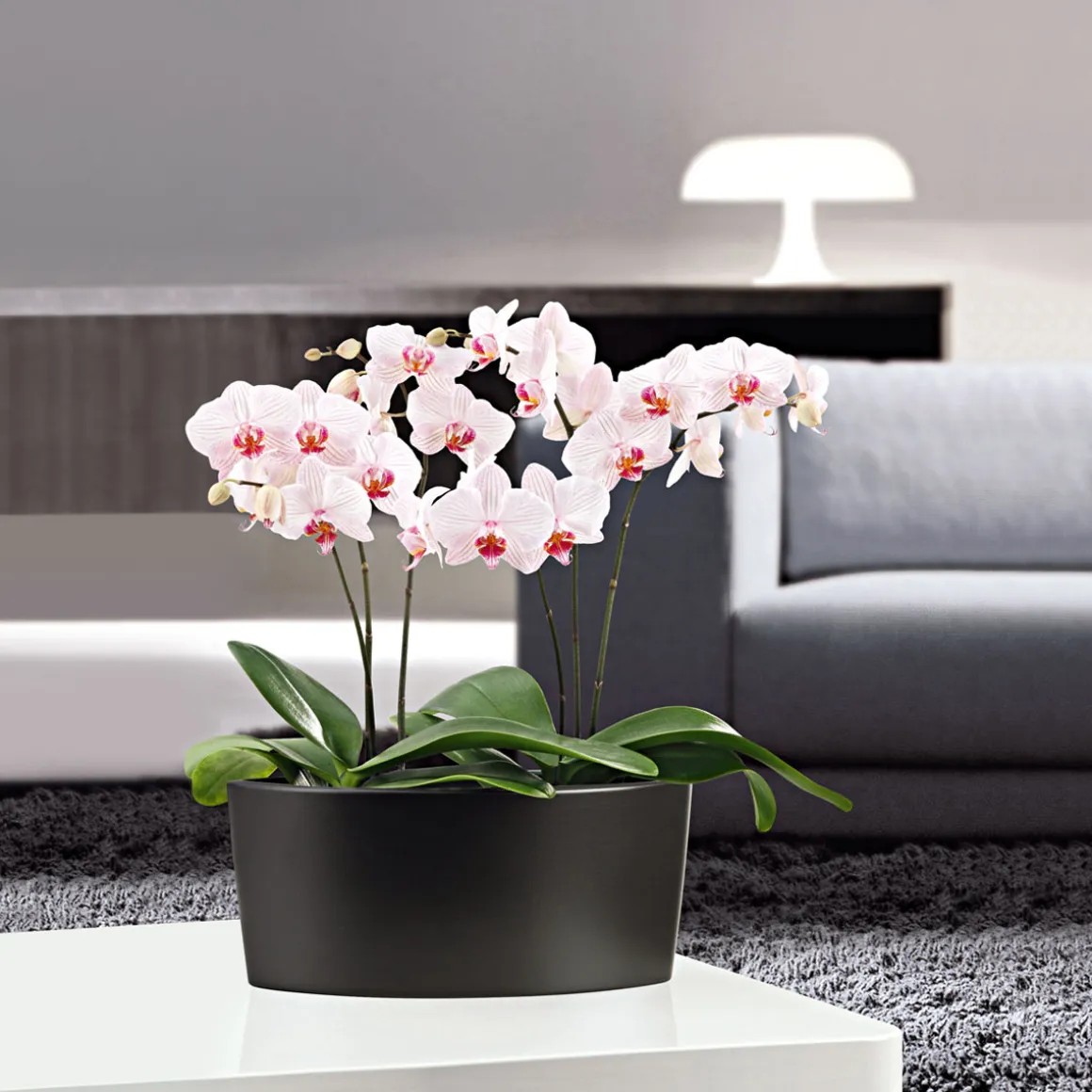 Plantiflor Schmetterlingsorchidee Topf- Durchmesser 9 cm
