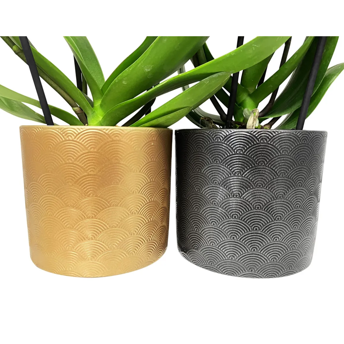 Plantiflor Schmetterlingsorchidee in Keramik Topf- Durchmesser 12 cm
