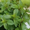 Plantiflor Schokoladen Minze Topf Durchmesser 12 cm
