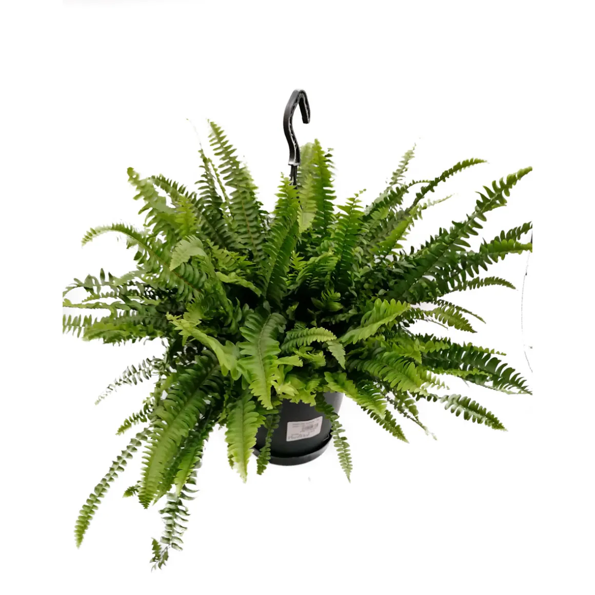 Plantiflor Schwertfarn Green Lady Ampel T19