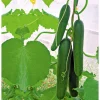 Plantiflor Snackgurke, Topf Ø 12 cm