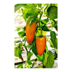Plantiflor Snackpaprika Coronor Bio