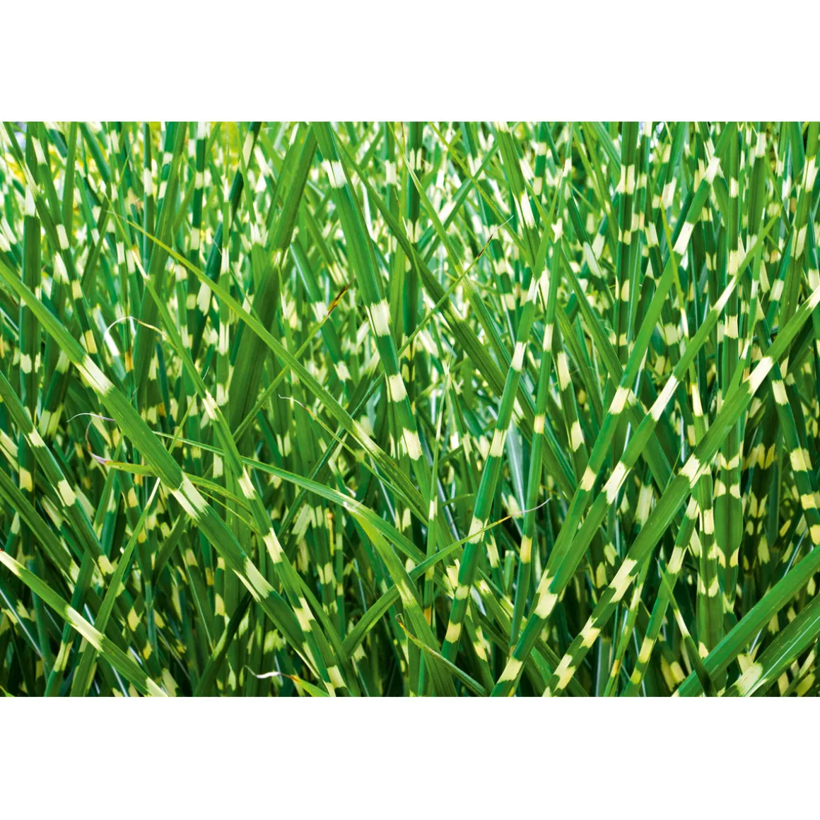 Plantiflor Solitär-Gräser Topf Durchmesser 23 cm