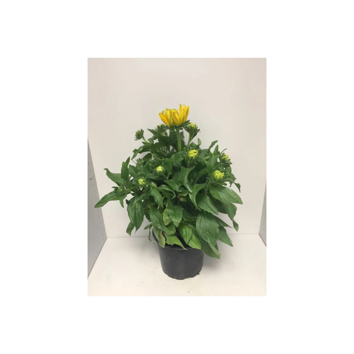 Plantiflor Sonnenhut Rudbeckia Summerina Yellow Durchmesser 23 cm