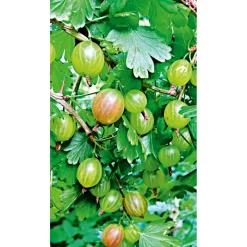 Plantiflor Stachelbeerstrauch gelb Topf Durchmesser 17 cm