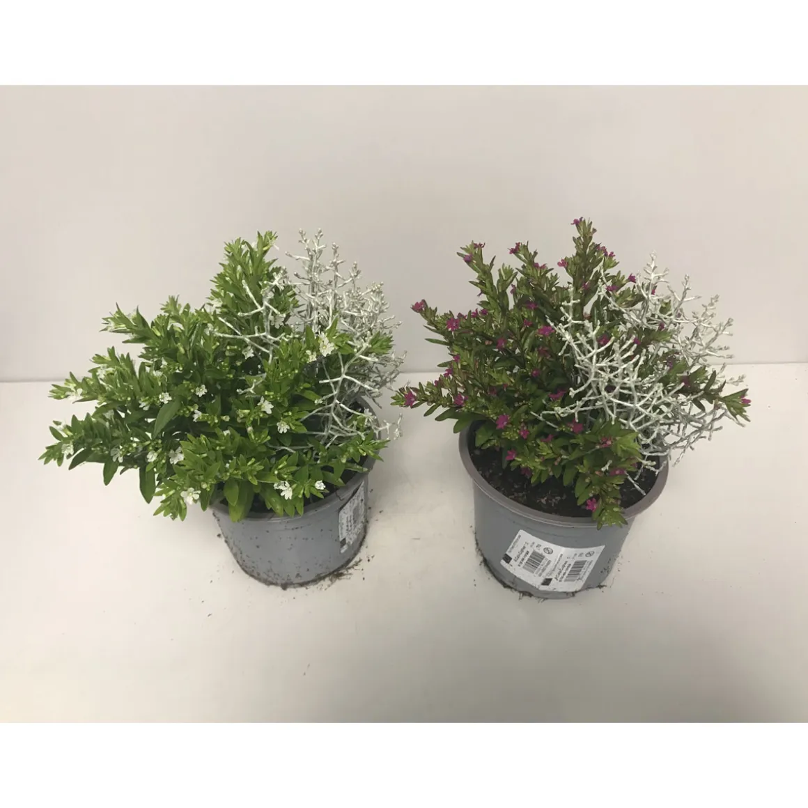 Plantiflor Stacheldrahtpflanze und Cuphea T13