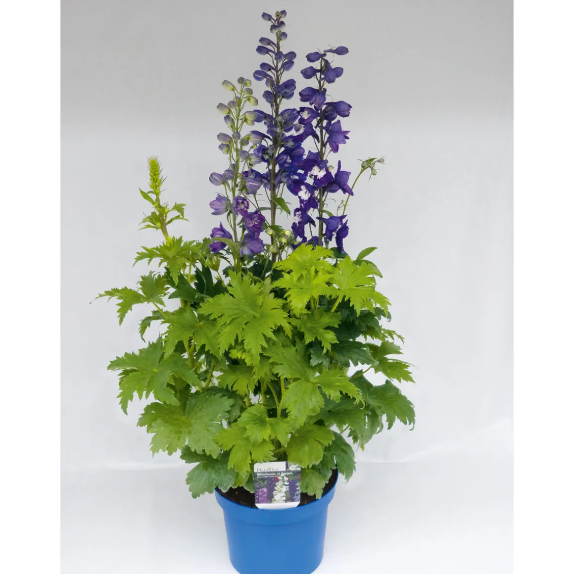 Plantiflor Staude P19 verschiedene Sorten
