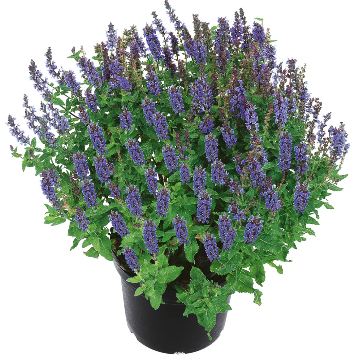 Plantiflor Stauden Topf- Durchmesser 17 cm