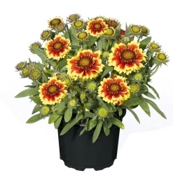 Plantiflor Stauden Topf- Durchmesser 17 cm