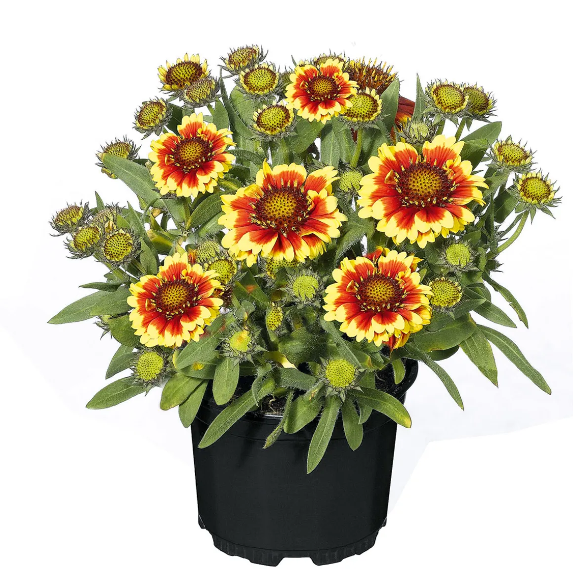 Plantiflor Stauden Topf- Durchmesser 17 cm